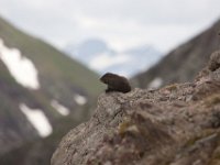 HermitRd-1181 : Jeep