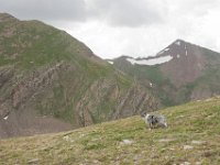 HermitRd-1206 : Jeep