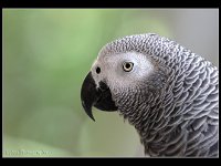 African Grey Perrot