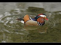 Mandarin Duck