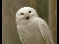 Snow Owl