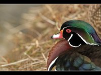 Wood Duck