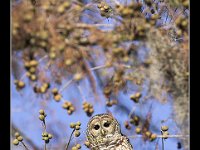 barredowl2