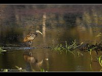 limpkin